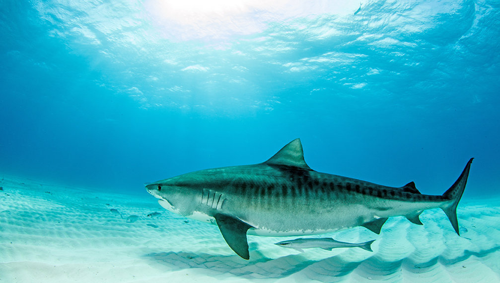 Tiger sharks need international protection - UQ News - The 